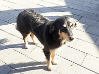 Superlieve hond bij hele wandeling vergezeld