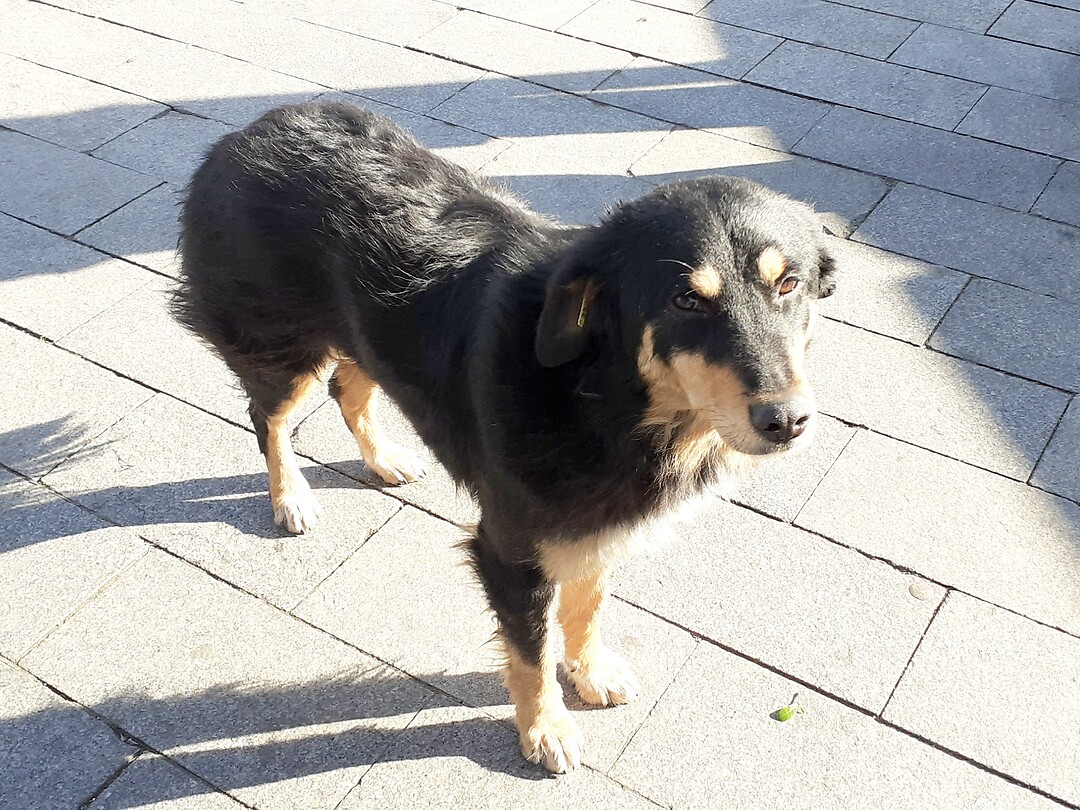 Superlieve hond bij hele wandeling vergezeld