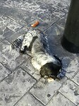 Schattig hondje verwelkomd me in Turkije