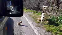 Hond met 3 puppy's