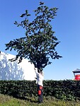 Laurens in aktie aan de kersenboom