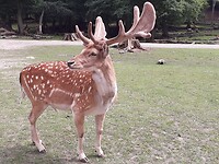 Zo dichtbij onmogelijk in het wild