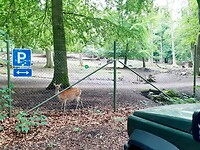 Nachtje aan het hertenpark