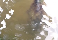 Zoveel kwallen