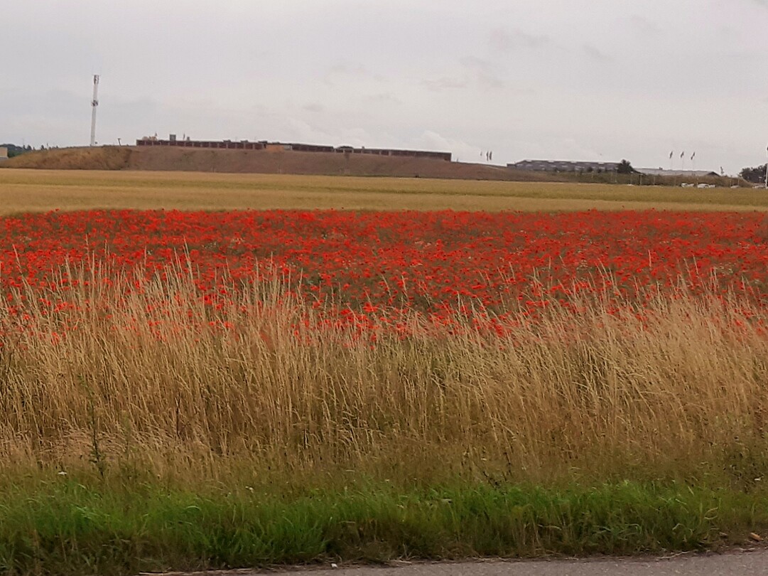 Veld bezaaid met klaprozen