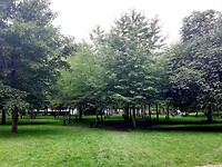 De zingende bomen