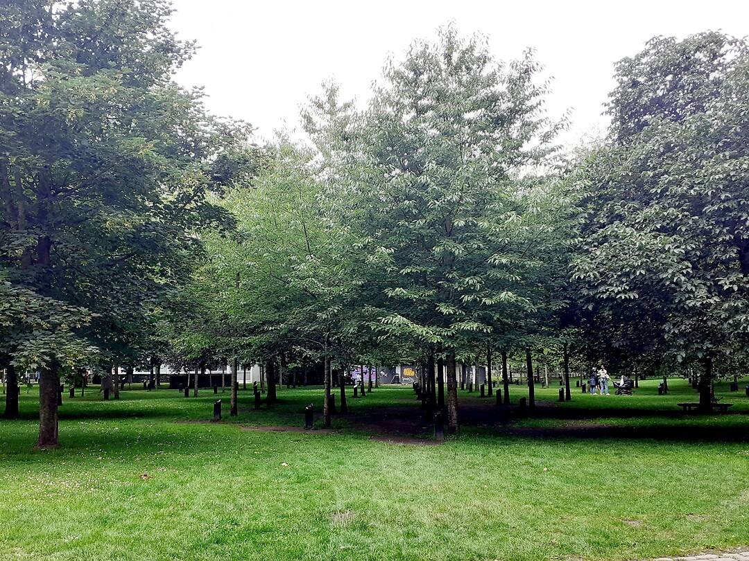 De zingende bomen