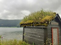 Groen dak
