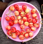 Kersen-oogst