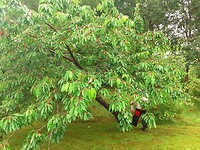 Nóg kersebomen