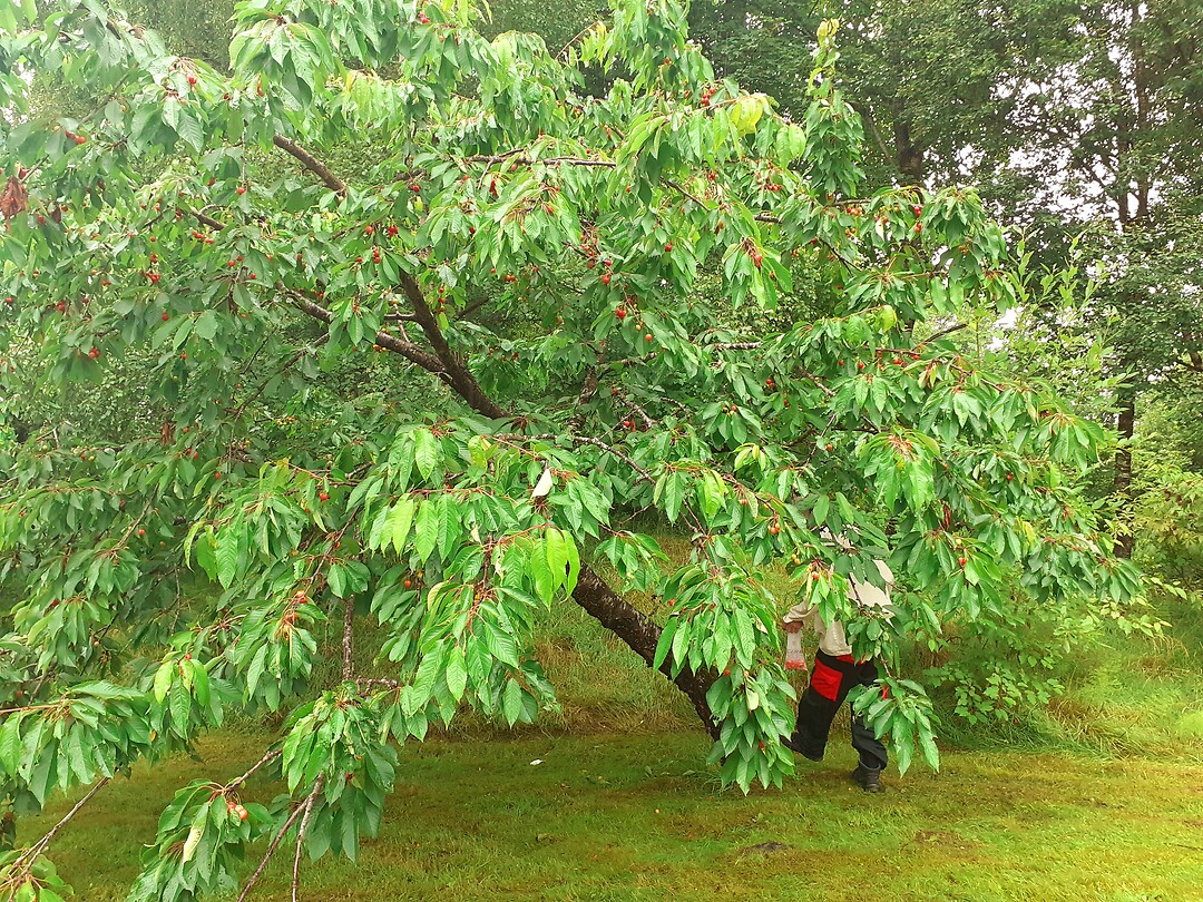 Nóg kersebomen