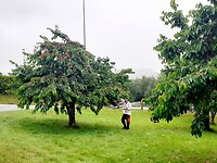 Kersenbomen overal
