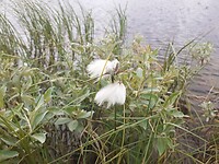 Veenpluis