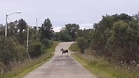 Eland steekt over