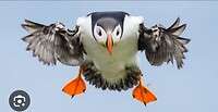 Vliegende puffin