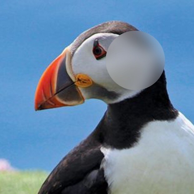 Puffin