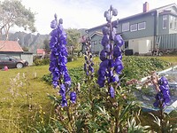 Blauwe toppen