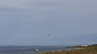 Zee-arend in vlucht