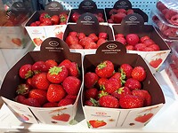Aardbeien uit Hoogstraten