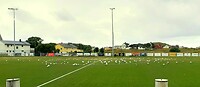 Veel meeuwen kunstgras voetbalveld 