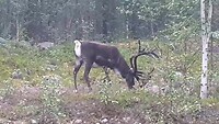 Geen moose of goose, maar een rendier