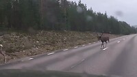 Nóg 2 rendieren op de baan
