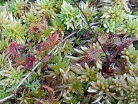 Mini-vleesetende plantjes