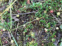 Onrijpe cranberrys