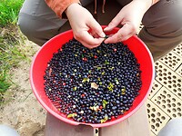 Blauwe bessen kuisen