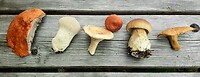 Soorten eetbare paddestoelen geplukt