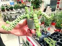 Vetblaadjes precies op een stok gespiesd