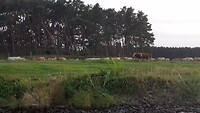 Kudde koeien lopen mee door het geloei van Uli