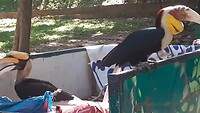 Gewone jaarvogel en twee dubbelhoornige neushoornvogels aan of in de afvalcontainer