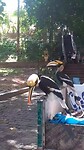 Laurens voedert de neushoornvogel met een appelsienpartje