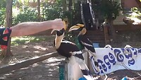 Laurens speelt met de neushoornvogel met een appelsienpartje
