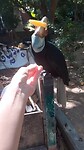 De sumba neushoornvogel eist zijn appelsienparrje op