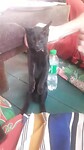 Zelf alle katten zijn superchill op het chill-eiland