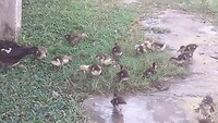 Mama eend met 15 kleine duckies