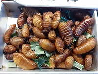 Grootste dikke korte maden