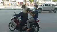 Test-rit met hond op scooter