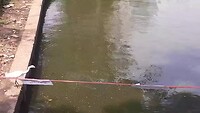 Vissende kleine witte rijger