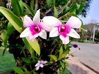 Orchideeën in park