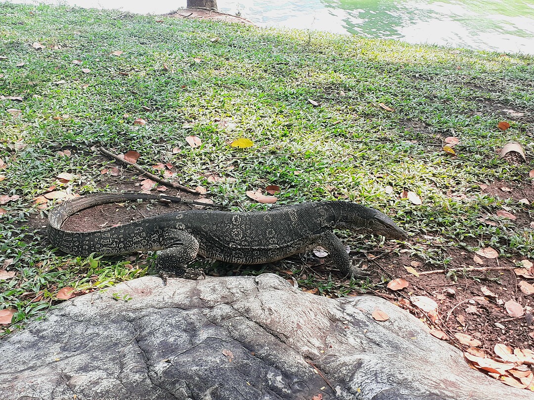 Varaan in Lumphini-park
