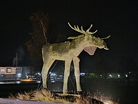 Eland gespot!!