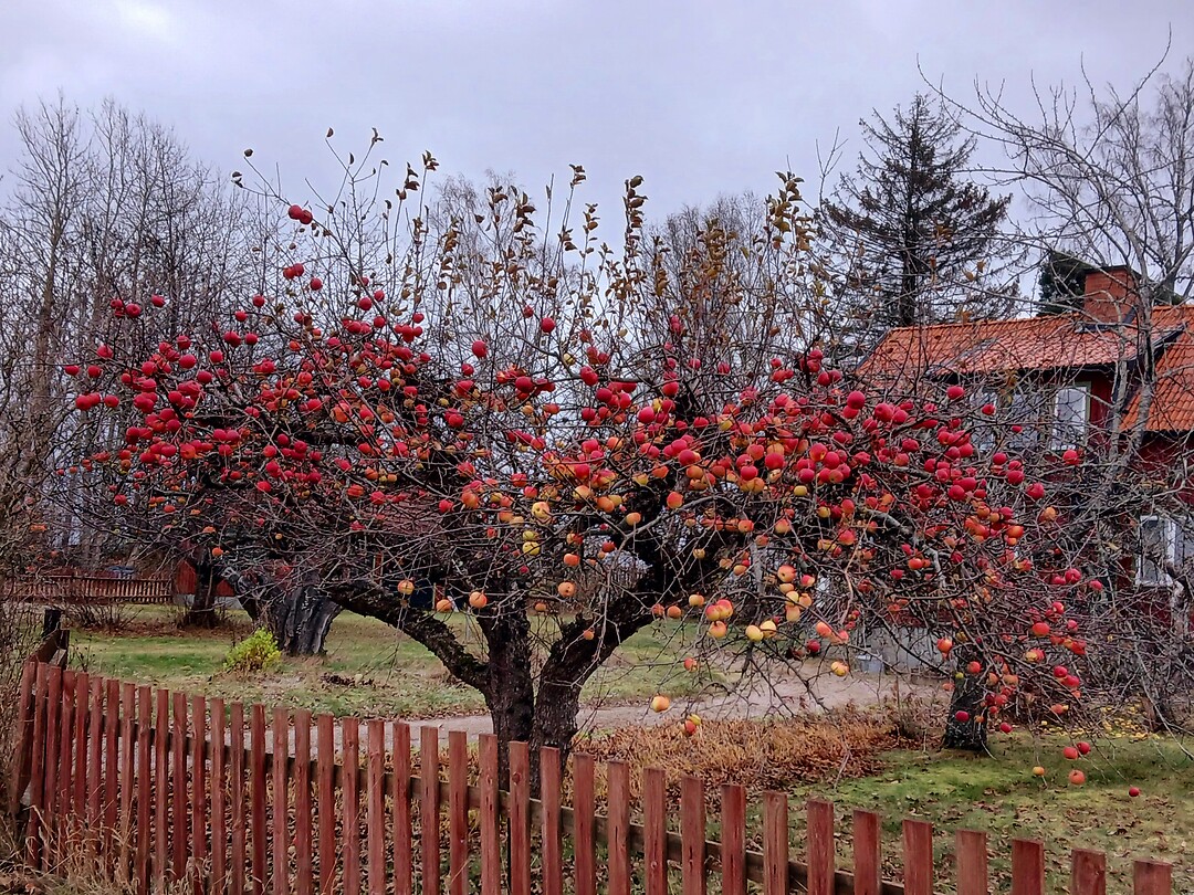 Kleurrijke appelboom