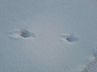 Sporen van welk dier?