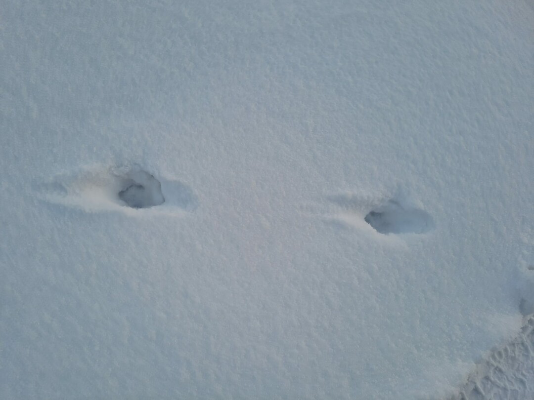 Sporen van welk dier?
