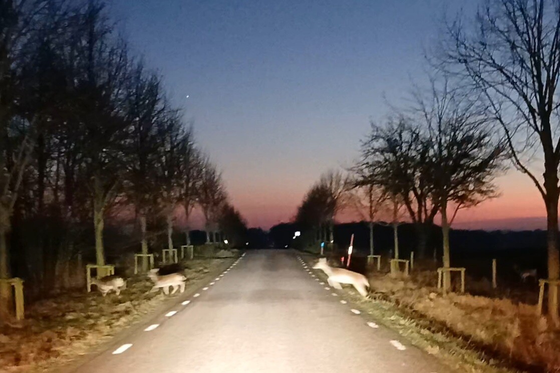 Jonge herten steken de baan over