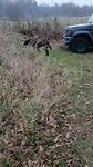 Bezoek van lieve honden