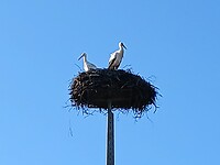 Koppel ooievaars in hun nest